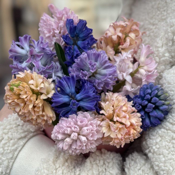 11 ароматных гиацинтов в коробке с котиком