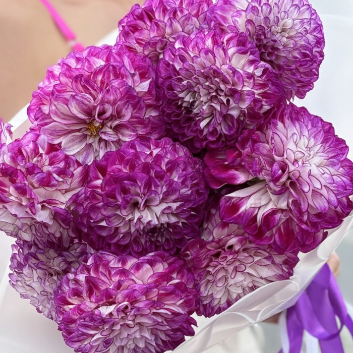 11 бело-фиолетовых георгин