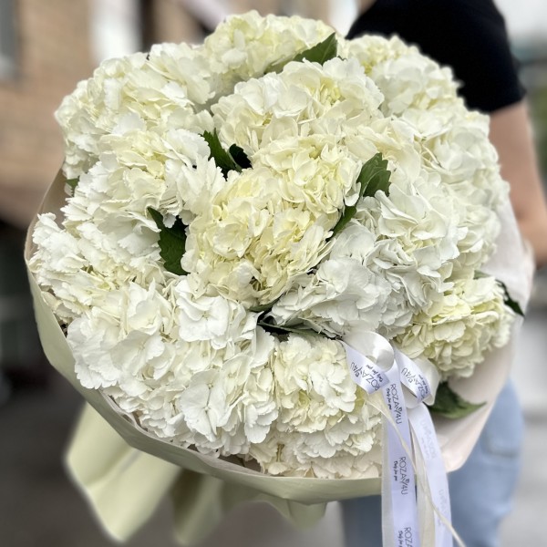 11 белых гортензий