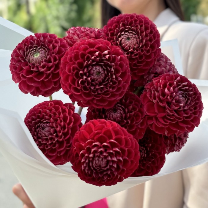 11 бордовых георгин Помпон
