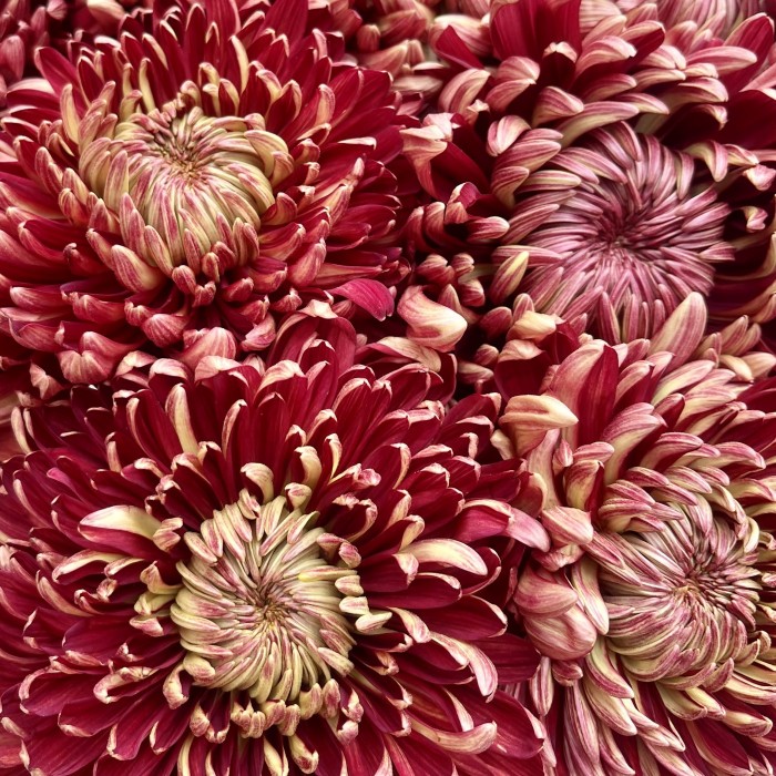 11 бордовых хризантем