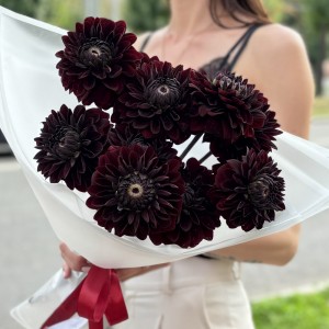 11 черных георгин