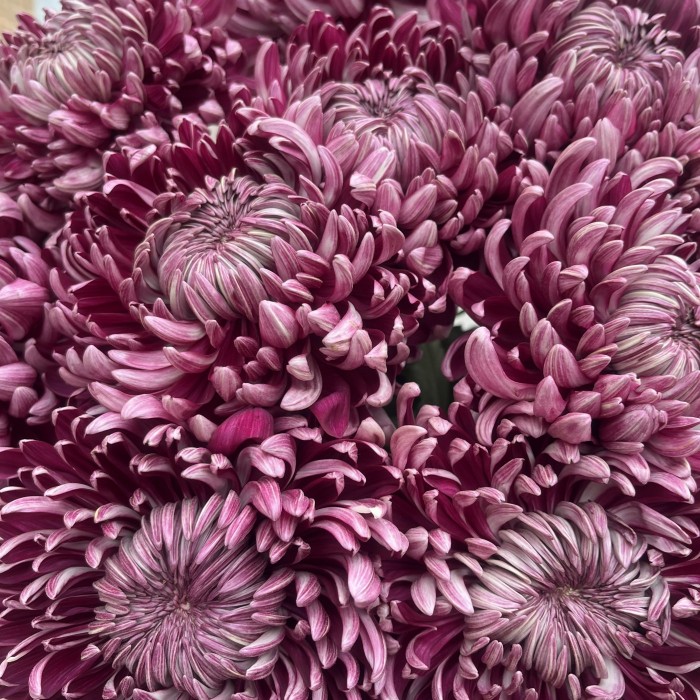 11 фиолетовых хризантем