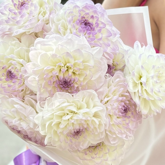 11 бело-сиреневых георгин