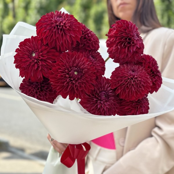 11 георгин бордовый помпон