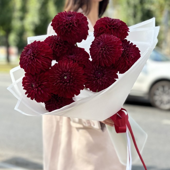 11 георгин бордовый помпон