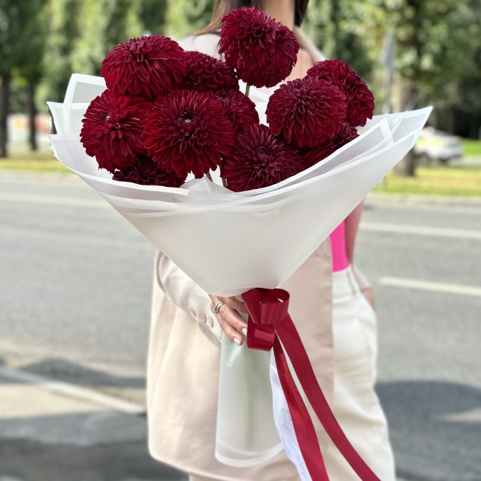 11 георгин бордовый помпон