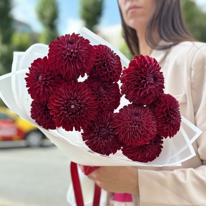 11 георгин бордовый помпон