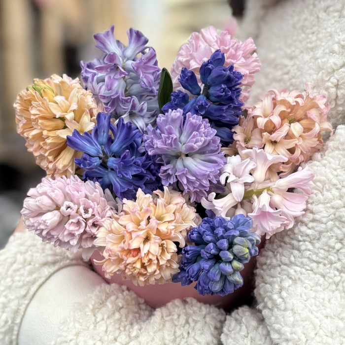 11 гиацинтов микс в коробке с котиком