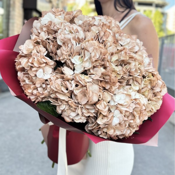 11 гортензий капучино