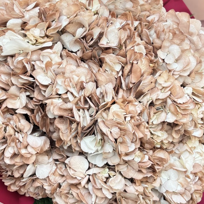 11 гортензий капучино