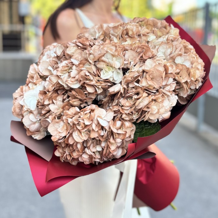 11 гортензий капучино