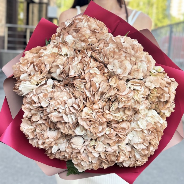 11 гортензий капучино