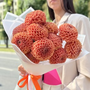 11 коричнево желтых георгин Помпон