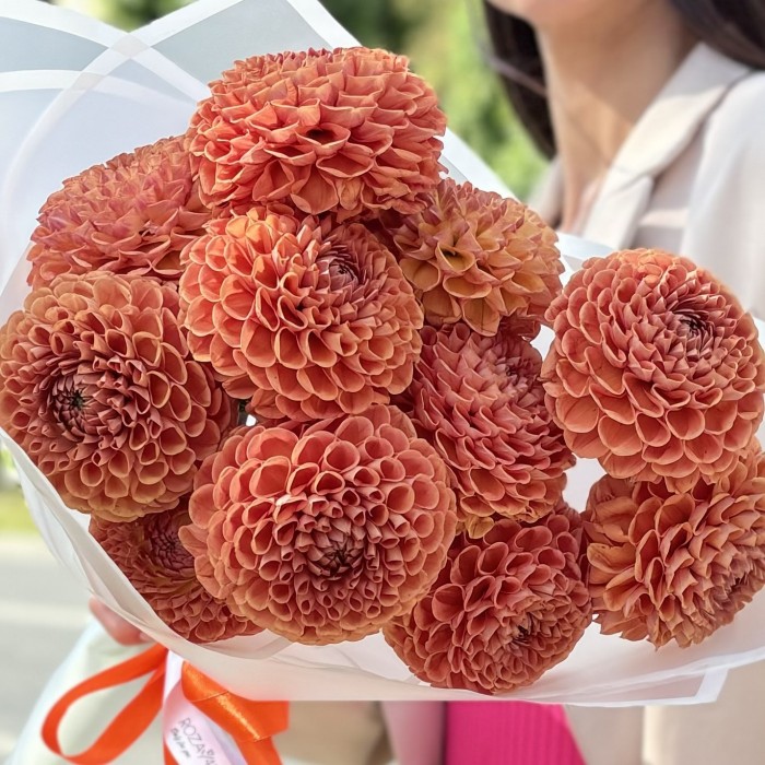 11 коричнево желтых георгин Помпон