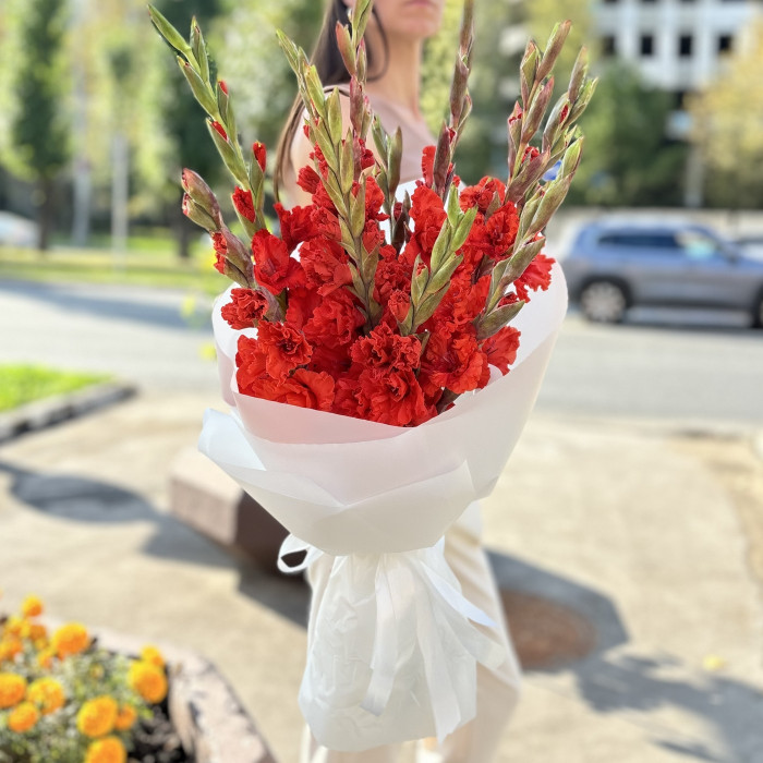 11 красных гладиолусов