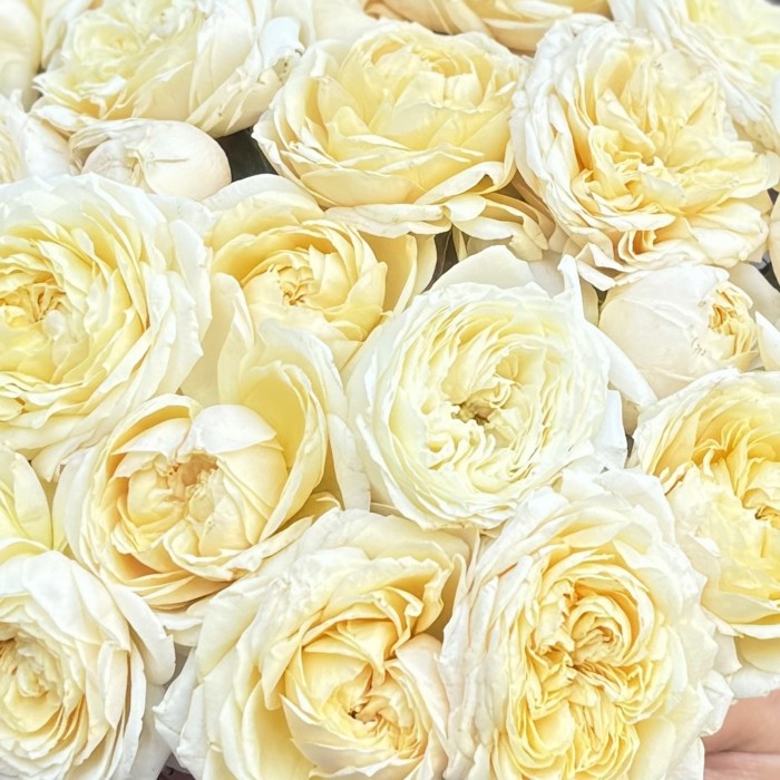 11 кустовых пионовидных кремовых роз Джульетта в коробке