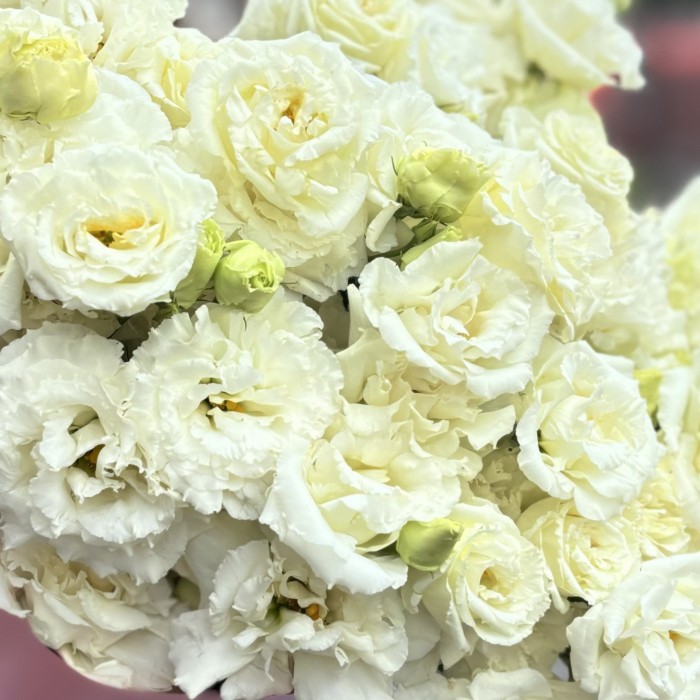 11 махровых белых эустом