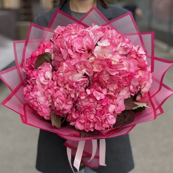 11 малиновых гортензий