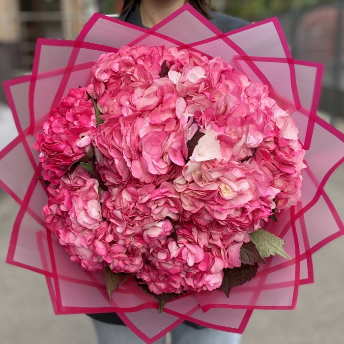 11 малиновых гортензий