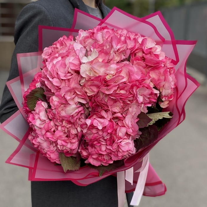 11 малиновых гортензий