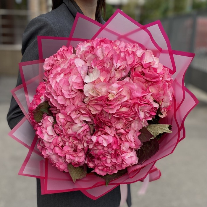 11 малиновых гортензий