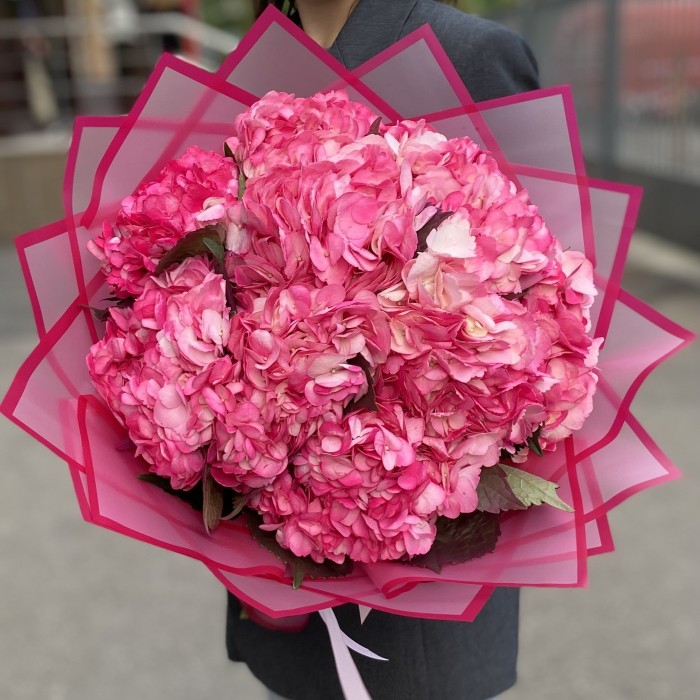 11 малиновых гортензий