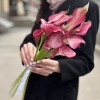 11 малиновых калл
