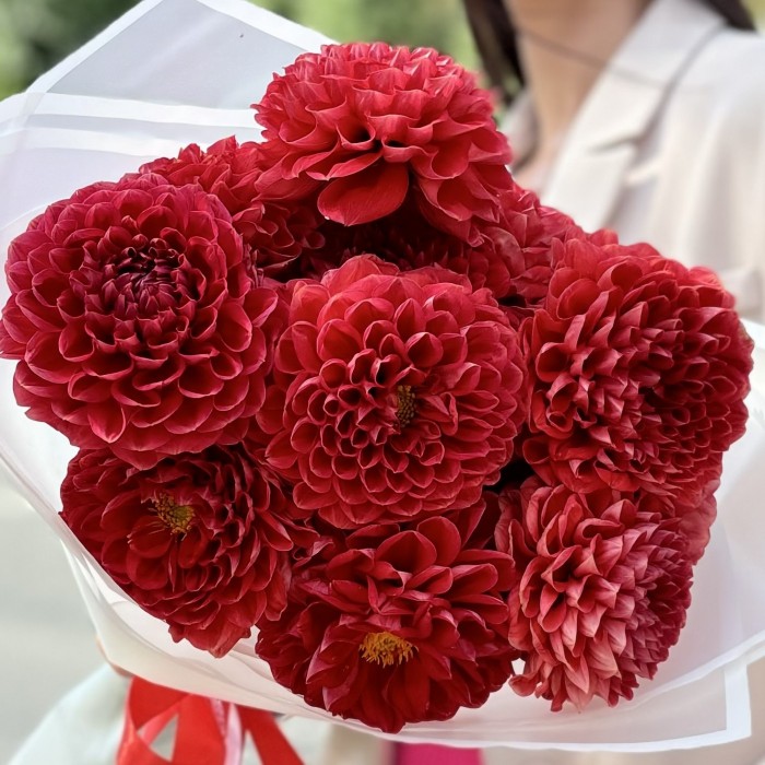 11 оранжевых георгин Помпон