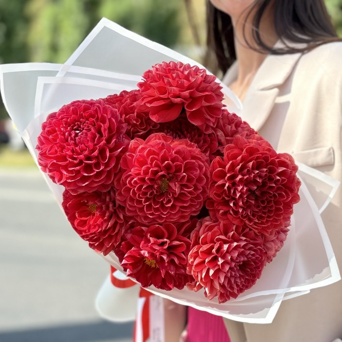 11 оранжевых георгин Помпон