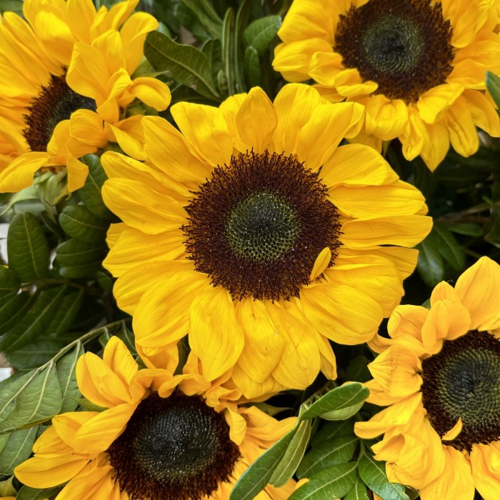 11 подсолнухов в корзине