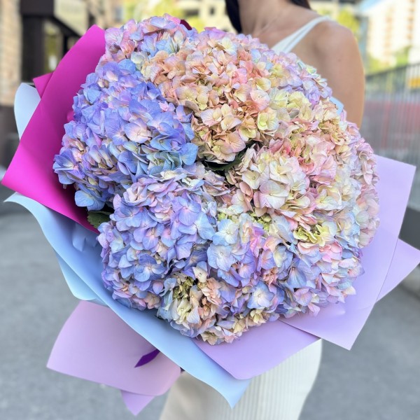 11 радужных гортензий