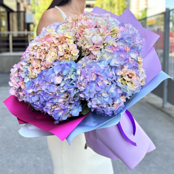 11 радужных гортензий