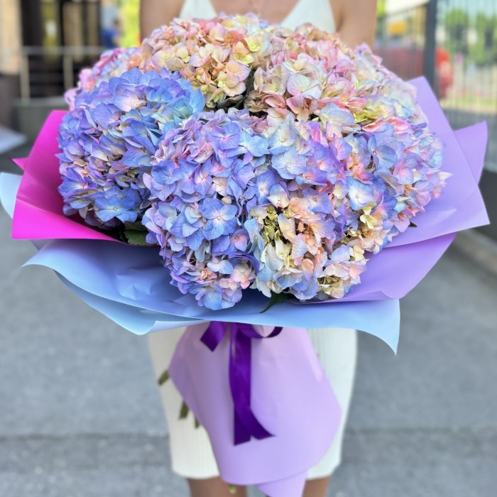 11 радужных гортензий