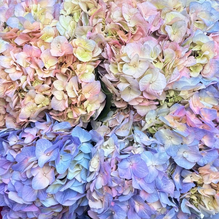 11 радужных гортензий