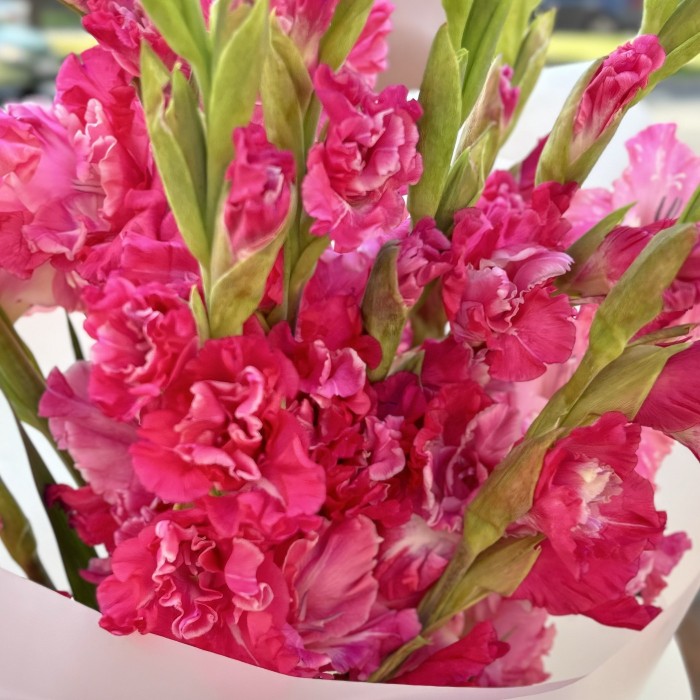 11 розово-малиновых гладиолусов