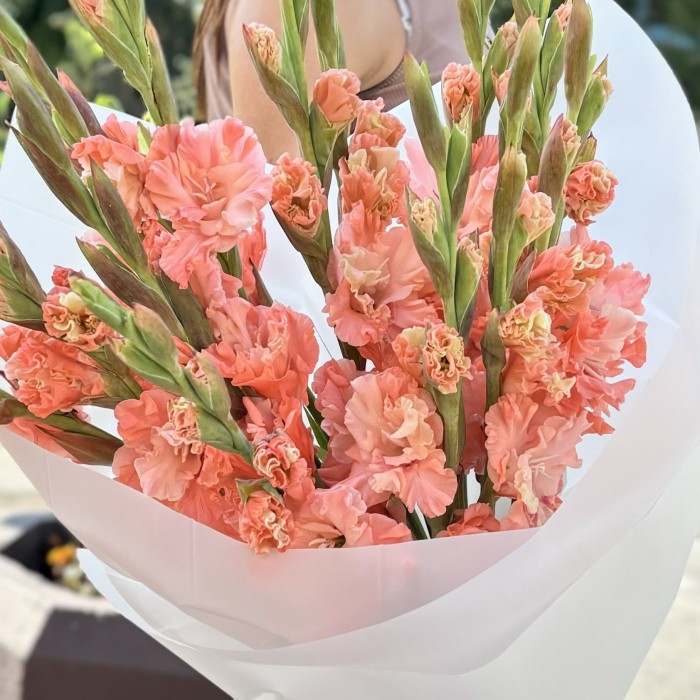 11 розовых гладиолусов