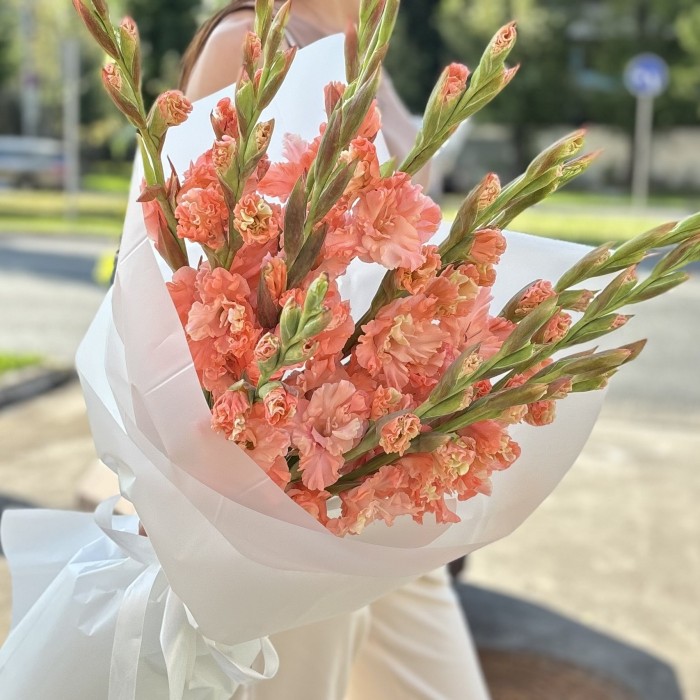 11 розовых гладиолусов