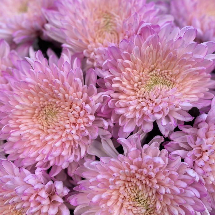 11 розовых хризантем Минка