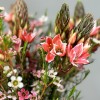 11 розовых орнитогалумов с шамелациумом