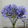 11 синих агапантусов