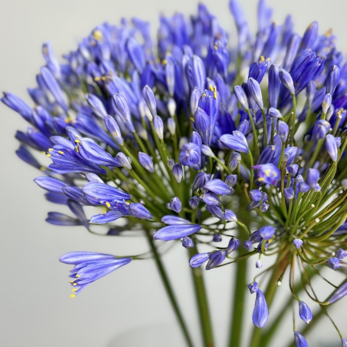 11 синих агапантусов