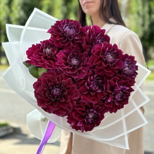 11 темно-фиолетовых георгин