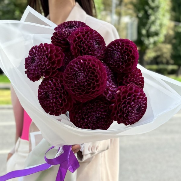 11 темно-фиолетовых георгин Помпон