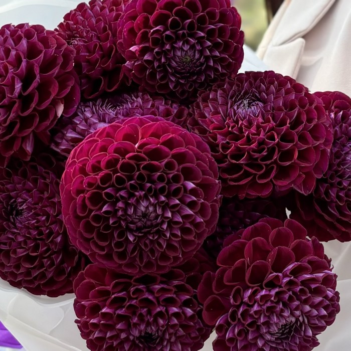 11 темно-фиолетовых георгин Помпон