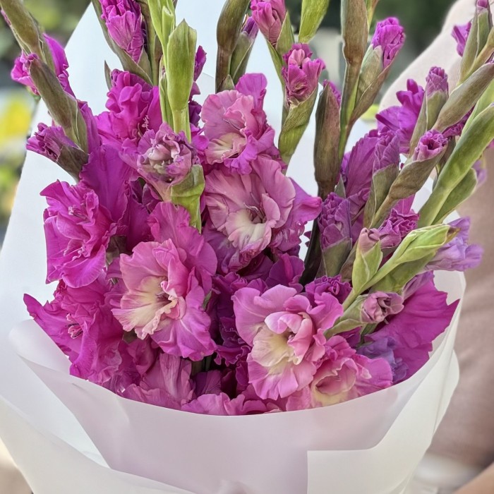 11 темно-розовых гладиолусов