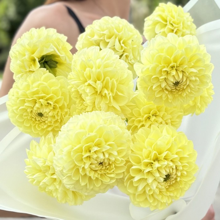 11 желтых георгин Помпон