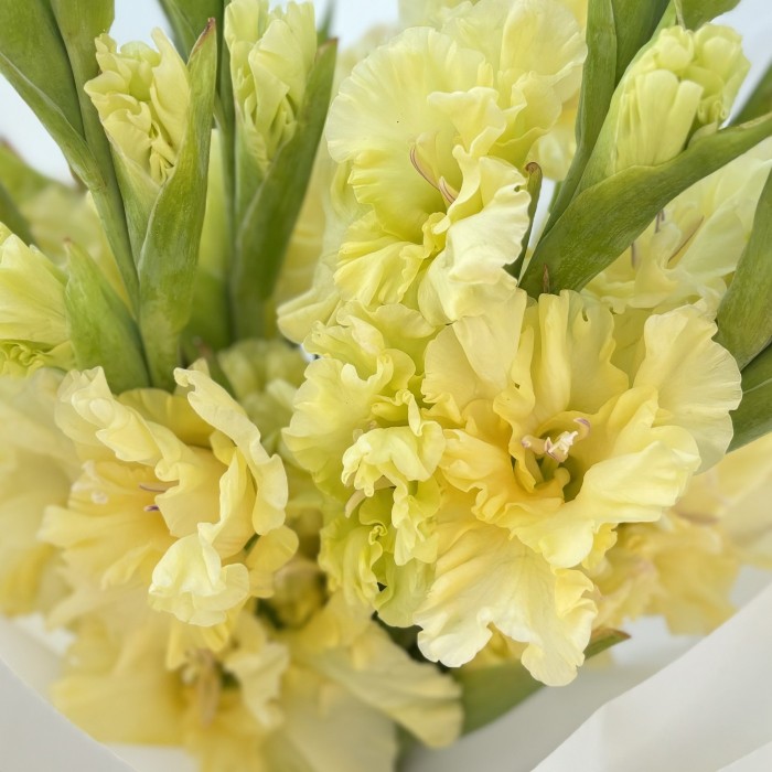 11 желтых гладиолусов