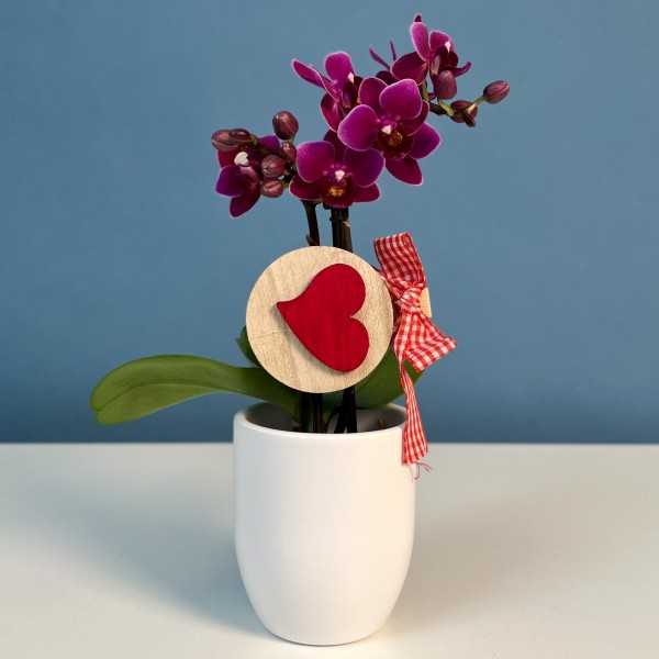 Орхидея Фаленопсис мини фиолетовый