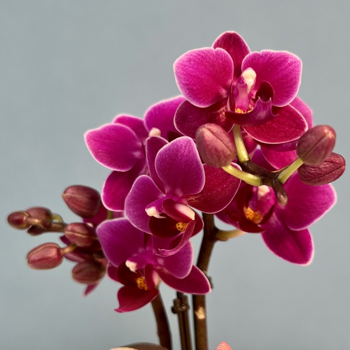 Орхидея Фаленопсис мини фиолетовый